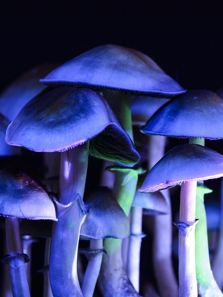 Sacred Mushroom Live Specimens