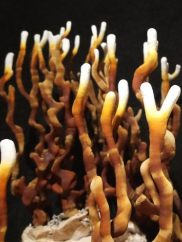 Antler Reishi Mushroom Liquid Mycelium Culture Syringe