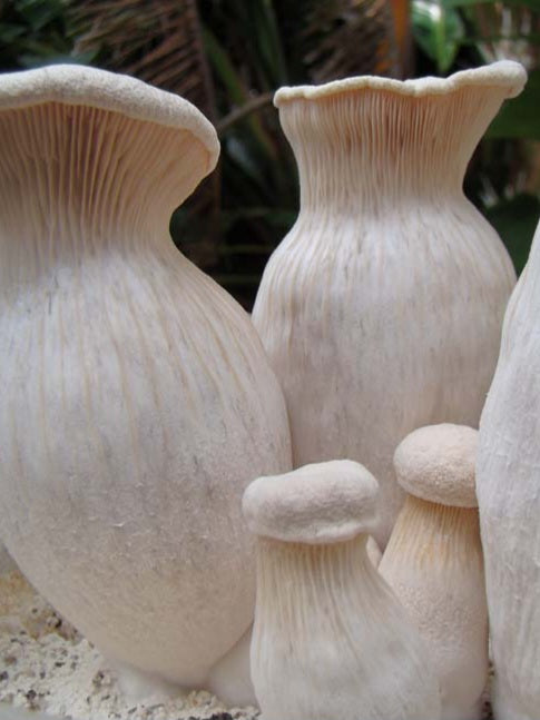 Nebrodensis (Funcia di Basilicu) Mushroom Liquid Mycelium Culture Syringe