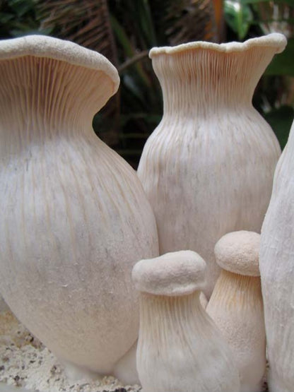 Nebrodensis (Funcia di Basilicu) Mushroom Liquid Mycelium Culture Syringe