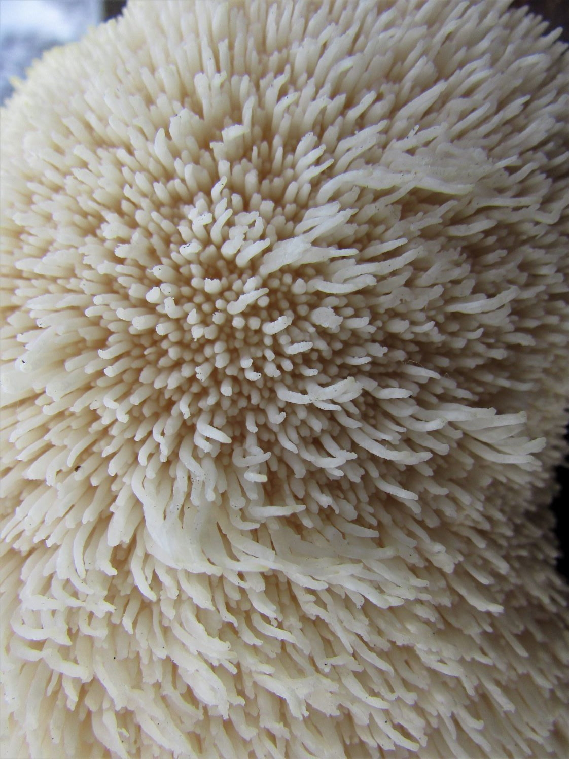 Lion's Mane Mushroom Liquid Mycelium Culture Syringe