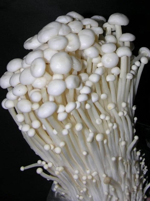 Jeringa de cultivo de micelio líquido de hongo Enokitake blanco