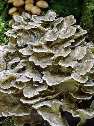 Hen of the Woods (Maitake) Mushroom Liquid Mycelium Culture Syringe