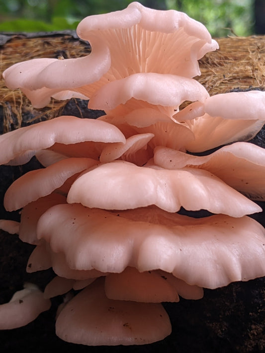 Pink Oyster Mushroom Liquid Mycelium Culture Syringe