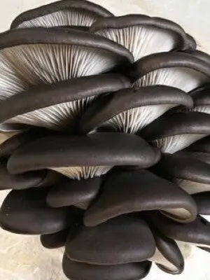 Black Oyster Mushroom Liquid Mycelium Culture Syringe